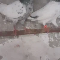 جفت کفتر تیدی جوان|پرنده|چابکسر, |دیوار