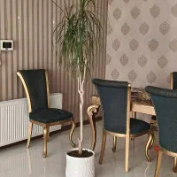 درخت دراسنا پرچمی