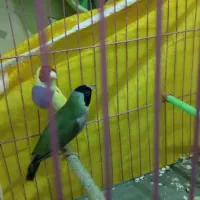 فنچ گلدین جفت