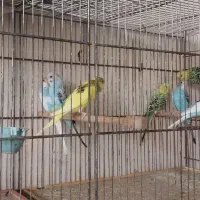 مرغ عشق|پرنده|گلپایگان, |دیوار