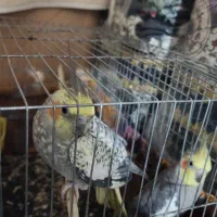 جفت عروس دستی رام جوان