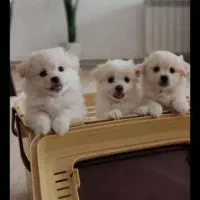 هلندی فرانسوی ایتالیایی فقط تماس