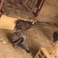 کبوتر|پرنده|سرپل ذهاب, |دیوار