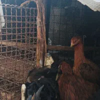 مرغ لاری|حیوانات مزرعه|تربتحیدریه, پائین ولایت|دیوار