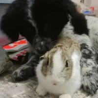 واگذاری سگ اشپیتز