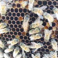 بومی ده قاب