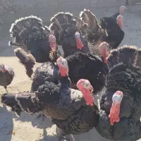 بوقلمون|حیوانات مزرعه|بناب, |دیوار