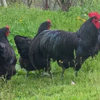 جوجه نژاد استرالیایی با تخم گذاری بالا