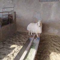 قوچ ترکی|حیوانات مزرعه|شهر بابک, |دیوار