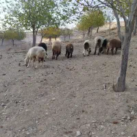 میش|حیوانات مزرعه|مارگون, |دیوار