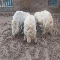 قوچ اصیل سنجابی|حیوانات مزرعه|روانسر, |دیوار