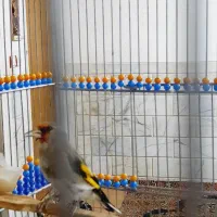 سهره سقا کرمونی بخون دوساله