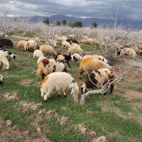 بره مایه فروشی