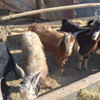 ۵ راس کهره و یک بز جوان چاق|حیوانات مزرعه|مرودشت, استادیوم|دیوار