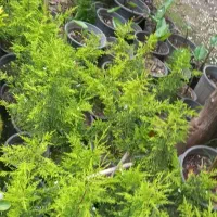 فروش گل پیله نقره ایی وکاج لاوسون