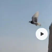 کفتر جوجه گمشده