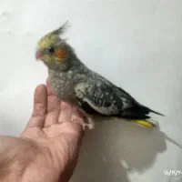 2عدد عروس هلندی۴ماهه تازه دونخور شدن|پرنده|صفادشت, |دیوار