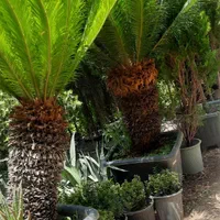 گل  و گیاه  زینتی   نمونه|خدمات باغبانی و درختکاری|صباشهر, |دیوار