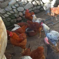 خروس بوقلمون غاز