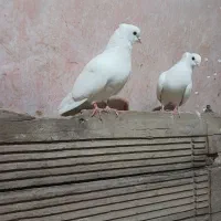 کبوتر|پرنده|خرمدره, |دیوار