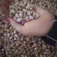 جارو  لوبیا چشم بلبلی|لوازم نظافت|مشگین شهر, |دیوار