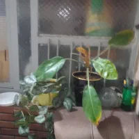 فروش انواع گلهای زینتی واپارتمانی|گل و گیاه طبیعی|اندیمشک, |دیوار