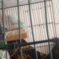 یک جفت مرغ عشق آماده تخم گذاری|پرنده|تربت جام, معدآباد|دیوار