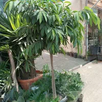 *خدمات باغبانی وهرس کاری وتعویض خاک وکود گلدون*|خدمات باغبانی و درختکاری|تهران, فاطمی|دیوار