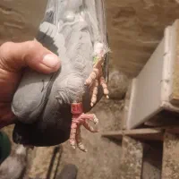 کبوتر اتم|پرنده|ارومیه, |دیوار