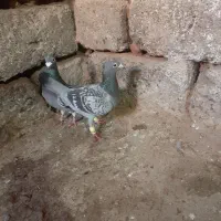 کفتر مسافتی