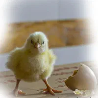 کارگر مرغداری