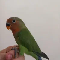 جوجه برزیلی فیشر فول دستی آماده حرف زدن