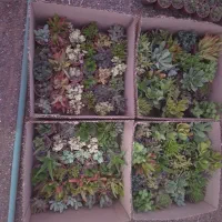 گل و ساکولنت، کاکتوس ، هدیه ،روز دختر ،دانش آموز|گل و گیاه طبیعی|مشهد, رسالت|دیوار