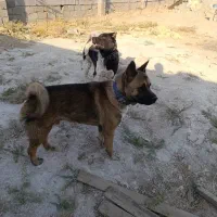 سگ آکیتا /نر|سگ|پاکدشت, پاکدشت (مامازند)|دیوار