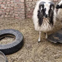 بره نر|حیوانات مزرعه|یزدان شهر, |دیوار