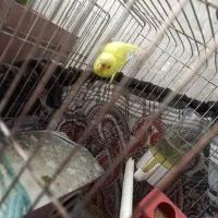 مرغ عشق ماده