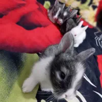 خرگوش|موش و خرگوش|ممقان, |دیوار