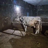 سیمنتال درجه یک