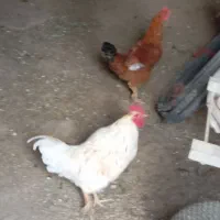 خروس|حیوانات مزرعه|دهگلان, |دیوار