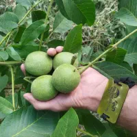 نهال گردو مقاوم به سرما|خدمات باغبانی و درختکاری|آبدانان, |دیوار