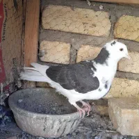 مخلفه نرگرفتنی ۲۰۰ معاوضم دارم|پرنده|کاشان, پشت شهربانی|دیوار