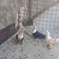 فروش کبوتر
