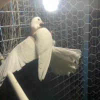 11تا کفتر ی جایی|پرنده|تهران, شهرک رضویه|دیوار