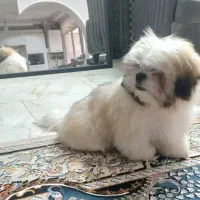 توله سوپر فلت اصل واکسن خورده شناسنامه دار|سگ|کهریزک, |دیوار