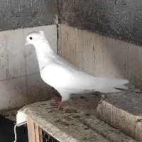 جوجه سفید چشم سفید اراکی|پرنده|جیرفت, |دیوار