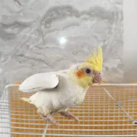 جوجه عروس هلندی