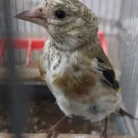 جوجه سهره رسمی گردن کلفت