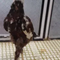 خروس لاری اصیل