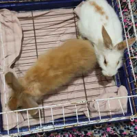 خرگوش سفید و قهوه ای