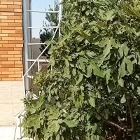 خانه ویلایی کلید نخورده|فروش خانه و ویلا|زاویه, |دیوار